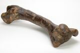 Fossil Hadrosaur (Edmontosaurus) Left Humerus - Montana #207034-6